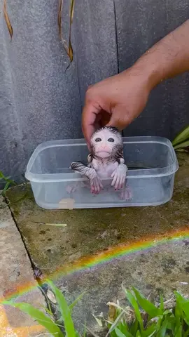 #monkeysr #monkey #babymonkeybobby #babyanimal #cute #babymonkey (3)