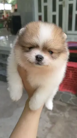#pomeranian #xuhuong #xuhuongtiktok 