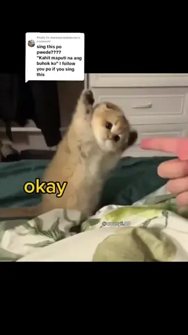 Replying to @markdanielddiesta  .  ..  #cute #meme #voiceacting #cat 