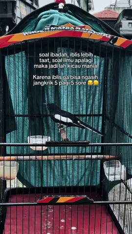😆😃😃bodrek mana bodrek #kicaumaniaindonesia #kacermaniaindonesia #kacermanianusantara #hitamputih #duniaburung #hobykicau 