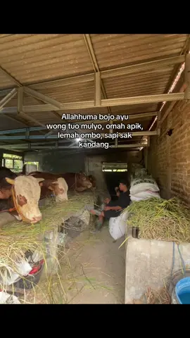 🤲🏻#bakolsapi #blantiksapi #peternakmuda #peternaksapiindonesia #blantiksapimuda #sapi #fyp 