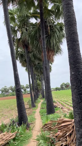 ထန်းပင်ထန်းတောတွေနဲ့ လွမ်းမောစရာ ☘️ #bagan #views #village #fyp #myanmartiktok🇲🇲🇲🇲 