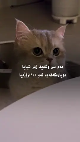 🤲🏻🤎#run4ky #catlover 