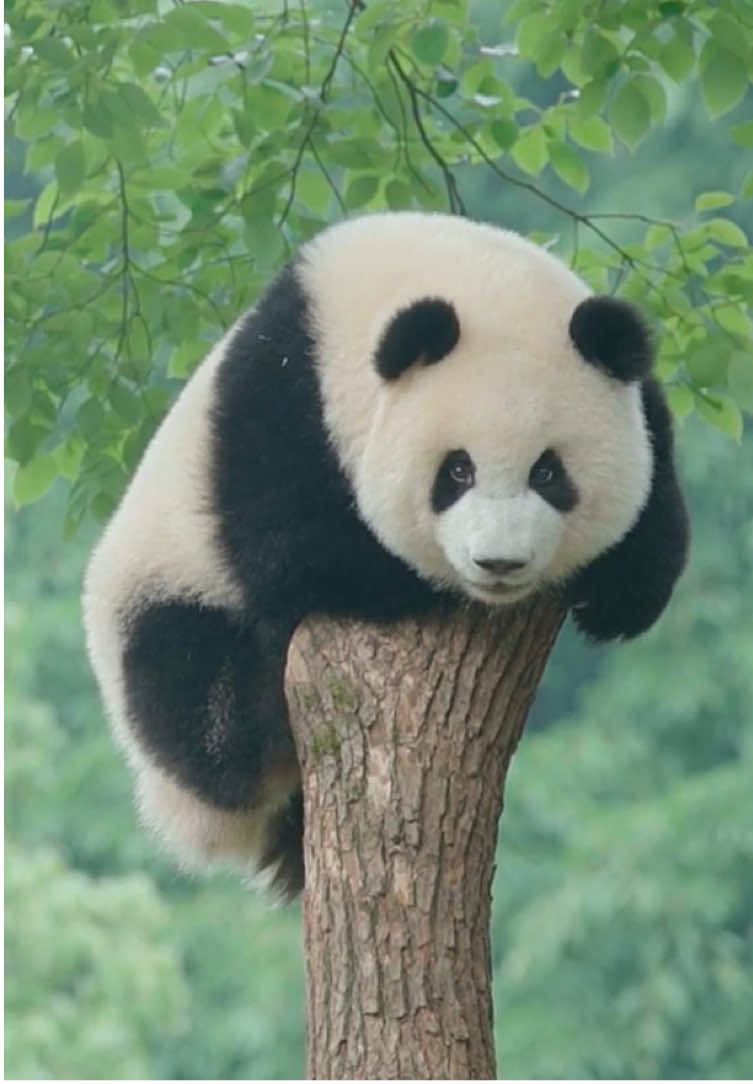 Panda core 🐼 It takes away the day’s fatigue 🥳#fyp #panda #tiktok #happy #funnypanda #cute #Love #funnyvideo