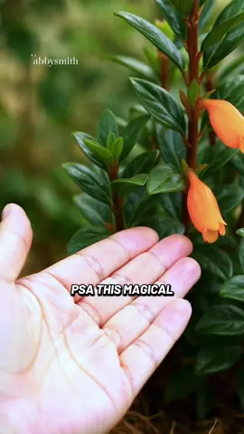 #tiktokmademebuyit #fyp #garden #homedecor #goldfish #goldfishplant 