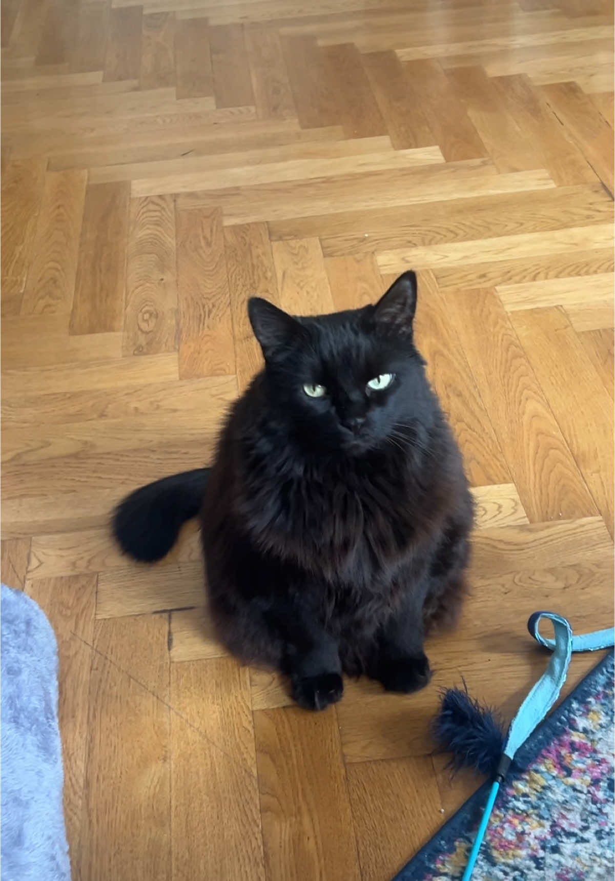 My TikTok earworm, but I don’t know the original creator of the song! #cats #cattok #viral #cute #meow #fyp 