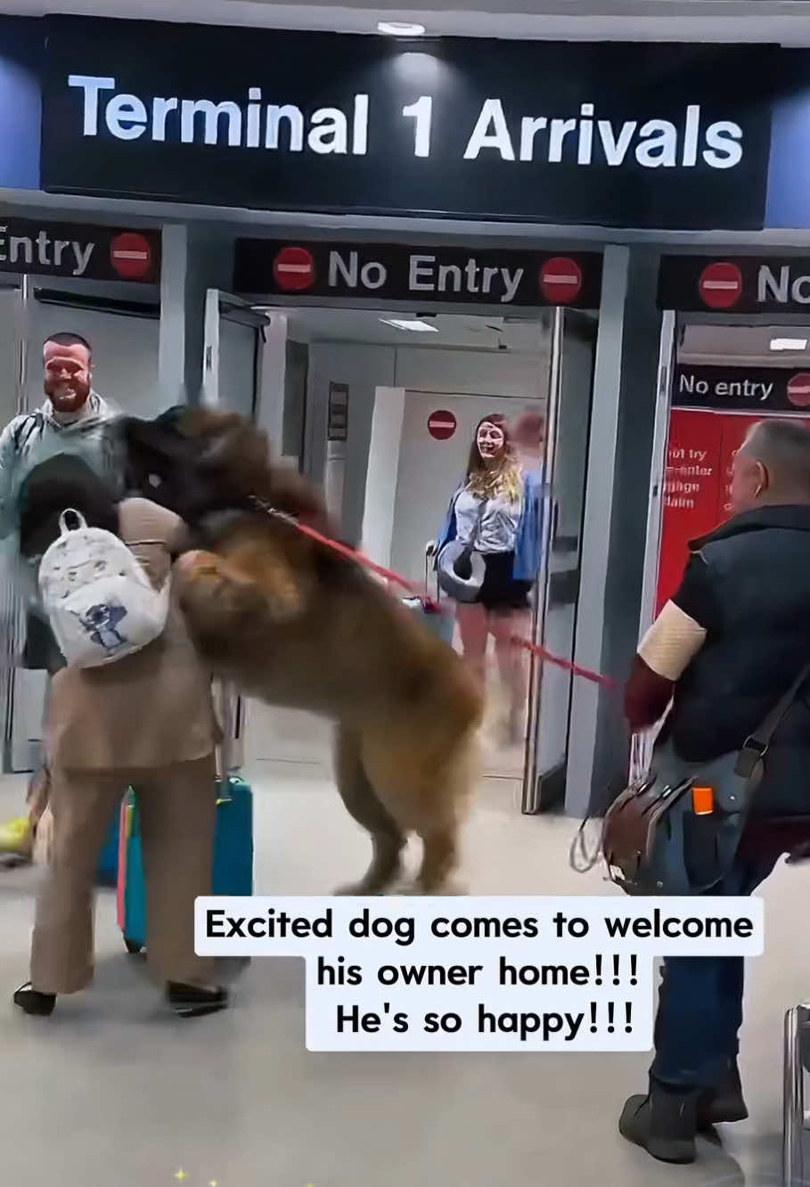 They're really excited and happy to see owners back!!! #happydog  #dog  #funnyvideos  #funnydogs  #cutedog  #doglife  #dogs  
