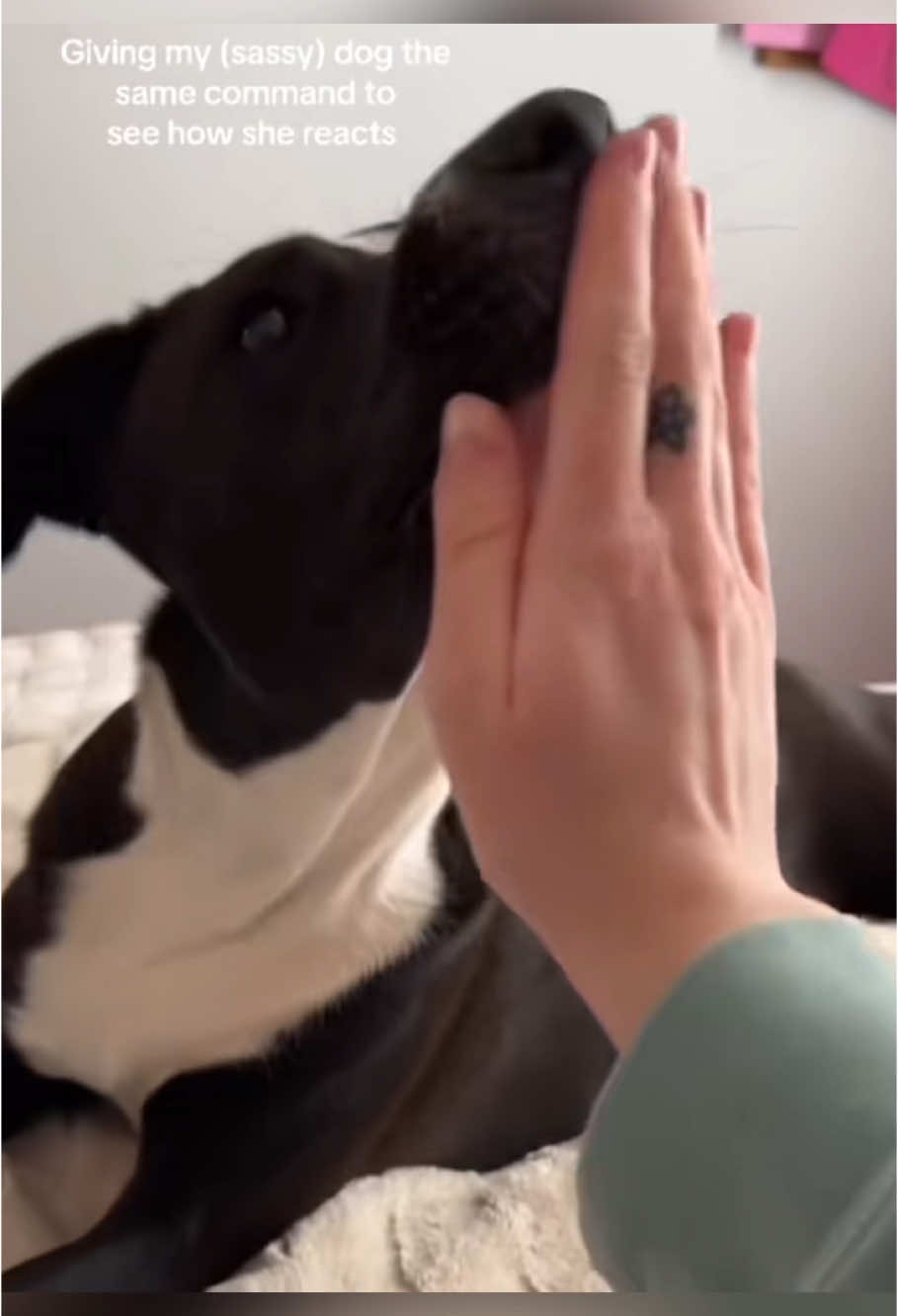 When you intentionally make your dog angry.#dog #funny #usa #pet #fyp #foryou 