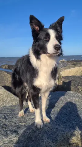 Pretty Border Collie