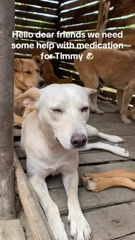 Hey DOGLOVERS does it makes you happy not to help our Timmy when is very sick any amount helps Link in the bio #goviral#foryoupage#creatorinsights#dog