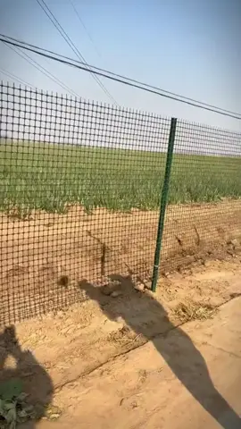 Lưới nhựa nguyên sinh đa năng Thái Lan