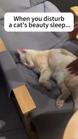 When you disturb a cat’s beauty sleep…#cat #funnycat #funnyvideos #funnyvideo #funnymoments #funnytiktok #tiktok #tiktokcats #cats #Foryou 