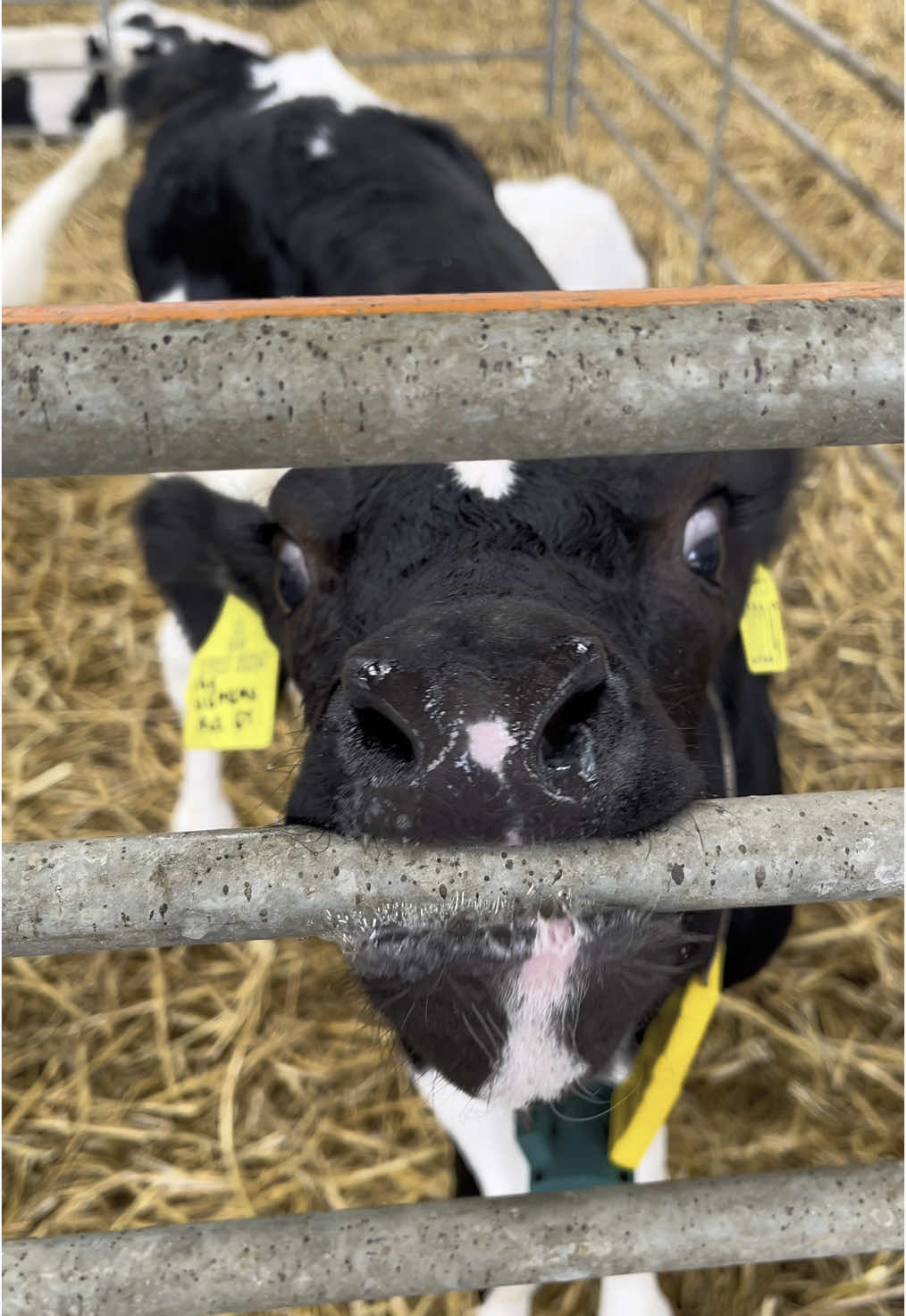 better to be safe than sorry with this lot🤣🐮🫶🏻 #fyp #yfc #yfcdoitbest #farmlife #youngfarmers #holstein #cowsoftiktok 