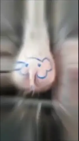 🐷