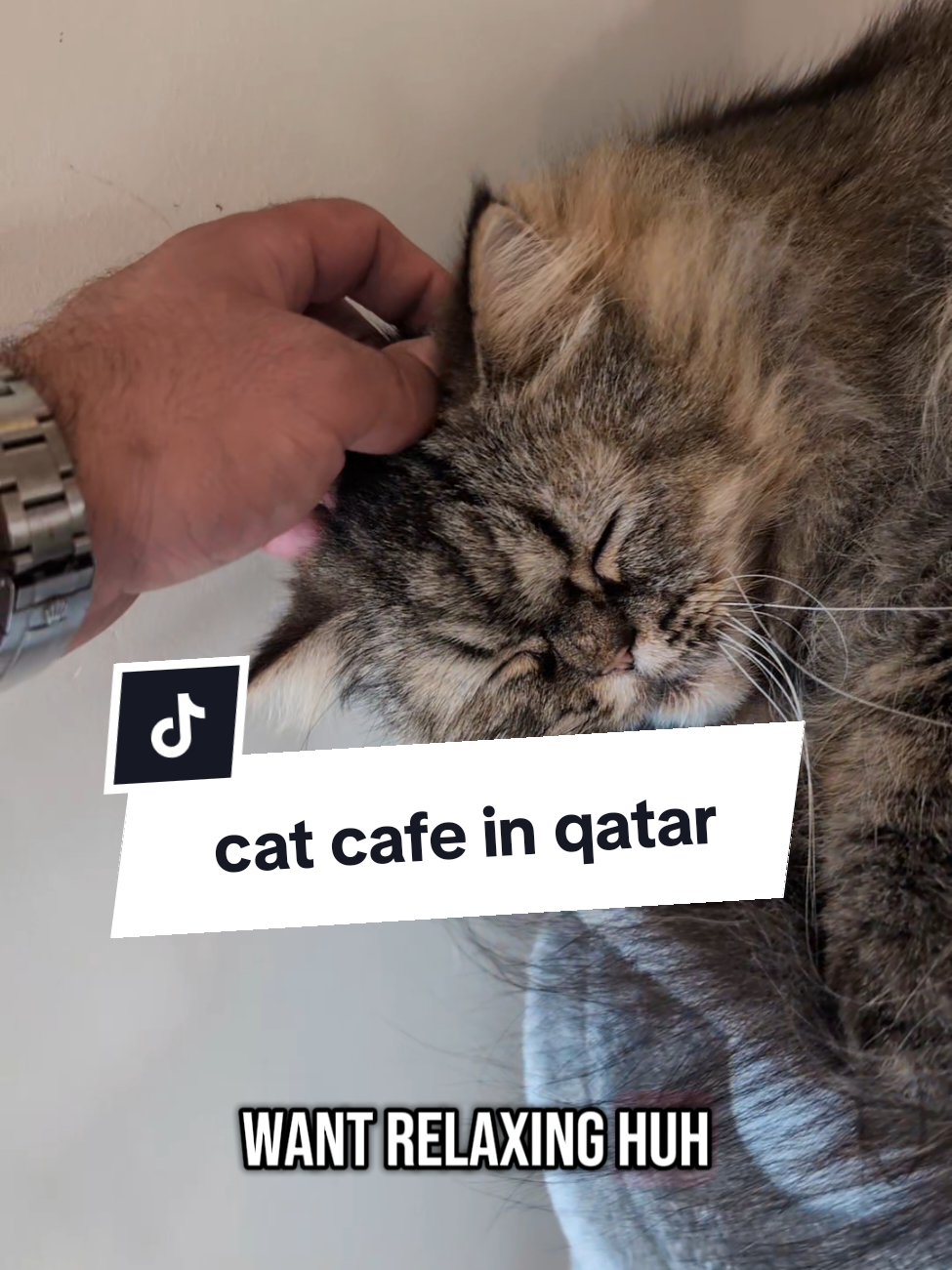cat cafe in Qatar called nine lives cat cafe. #qatar #visitqatar #catcafe #doha 