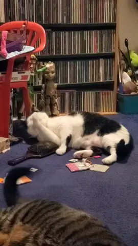 #pleaserepost #followme #catsoftiktok #foryoupage #fyp 