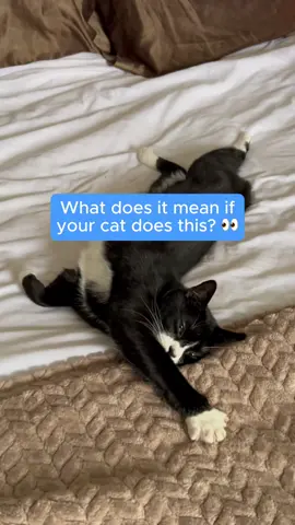 Understanding your cat just got easier. Here’s a breakdown of common cat behaviors and what they really mean. 😼 #CatTips