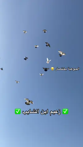 #✅زعيم_ابن_الشايب✅ #طيور_تور_رماني_عيون_سود_رعاش #لوتو_الطيبينiraq 