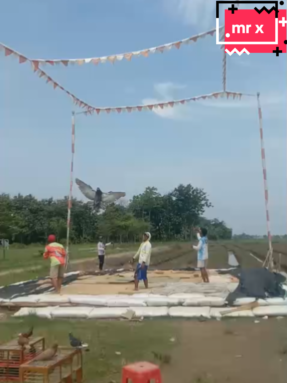barangkali ada jodoh 😂  #merpatikolong #merpatilovers #merpatikolongbebas #merpatiku #fypage #viralvideo 