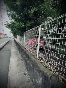 “美丽的花不一定属于我，有时候，只要知道自己曾有幸见过就已经足够了.” “Hoa đẹp không nhất thiết phải thuộc về ta. Đôi khi, chỉ cần biết mình từng có duyên nhìn thấy là đủ.” #nvd_032003 #xuhuongtiktok #tinhyeu #nvd_282003 