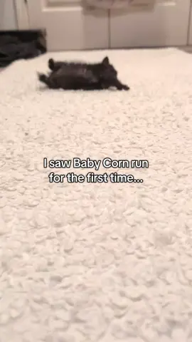 This was so chaotic that I thought something happened, but then I realized Baby Corn ran for the first time and I caught it on camera. He had run over to bump his little head on my chin. He is 9 weeks old and 320 grams. #babycorncat #wobblycat #kitten #cat 