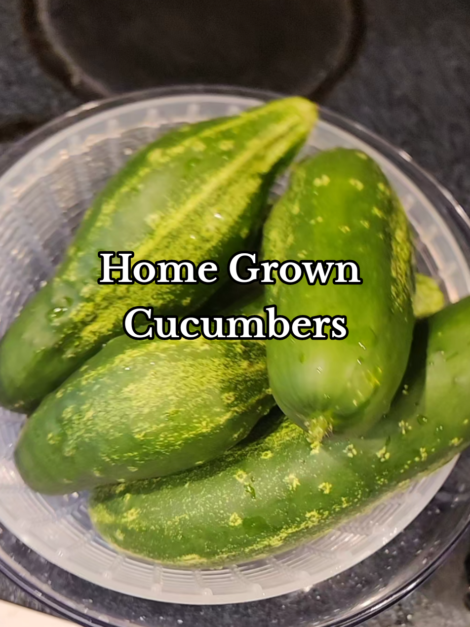 From my little garden.  Picked 8, but somebody ate 2 already before I could get my video.  lol #springgarden #gardening #garden #snackercucumber #cucumbers 
