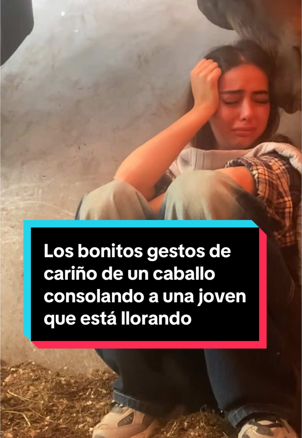 Los bonitos gestos de cariño de un caballo consolando a una joven que está llorando: “La entiende  mejor que las personas” En las imágenes se puede ver que el animal tiene una de sus patas heridas y aún así saca fuerza para tranquilizar a Lamiel. La chica es jiinete y suele compartir a menudo vídeos rodeada de caballos.   