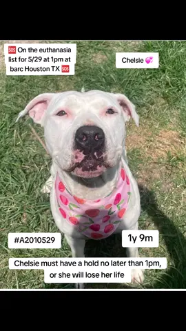 🆘On the euthanasia list Thursday, 5/29! 🆘   ⏰ Chelsie must have a hold no 𝗹𝗮𝘁𝗲𝗿 𝘁𝗵𝗮𝗻 𝟭𝗣𝗠 or she will lose her life.🥺 We need pledges and a local foster for a rescue to help.💰🏡 🚩Please do not honor pledges until the post has been updated with rescue information and a freedom picture. Please reach out with any questions or concerns 💖🐶Chelsie - #A2010529  5/10 Euth Req | Staffie Mix | Spayed Female | 1Y9M | 56lbs | HW- 💜 𝗩𝗼𝗹𝘂𝗻𝘁𝗲𝗲𝗿 𝗡𝗼𝘁𝗲𝘀  Chelsie is such a sweet girl! I took her out to get her a new kennel card photo and she let me dress her up and wore her cow ears all around the run completely unbothered! She’s super treat motivated and sits pretty for treats. She’s an all around happy girl! 📌 Please contact BARC if you are local and can help! Neither BARC nor the page can assist out of state adoption or foster offers. We are NOT the shelter. 💌 𝗔𝗹𝗹 𝗵𝗼𝗹𝗱𝘀 𝗠𝗨𝗦𝗧 𝗯𝗲 𝗶𝗻 𝘄𝗿𝗶𝘁𝗶𝗻𝗴, 𝘀𝗼 𝗽𝗹𝗲𝗮𝘀𝗲 𝗱𝗼 𝗻𝗼𝘁 𝗖𝗮𝗹𝗹. 𝗜𝗳 𝗟𝗼𝗰𝗮𝗹 𝗮𝗻𝗱 𝗶𝗻𝘁𝗲𝗿𝗲𝘀𝘁𝗲𝗱 𝗶𝗻 𝗙𝗼𝘀𝘁𝗲𝗿𝗶𝗻𝗴 𝗼𝗿 𝗔𝗱𝗼𝗽𝘁𝗶𝗼𝗻, 𝗲𝗺𝗮𝗶𝗹 𝗮𝗹𝗹 𝗯𝗲𝗹𝗼𝘄:  barcfoster@houstontx.gov barcadoptions@houstontx.gov BARC.Aid@houstontx.gov 𝐏𝐥𝐞𝐚𝐬𝐞 𝐮𝐬𝐞 𝐭𝐡𝐞 𝐚𝐧𝐢𝗺𝐚𝐥’𝐬 𝐬𝐞𝐯𝐞𝐧 𝐝𝐢𝐠𝐢𝐭 𝐈𝐃 𝐧𝐮𝗺𝐛𝐞𝐫 𝐰𝐡𝐞𝐧 𝐜𝗼𝐧𝐭𝐚𝐜𝐭𝐢𝐧𝐠 𝐭𝐡𝐞 𝐬𝐡𝐞𝐥𝐭𝐞𝐫. 📍BARC Animal Shelter  3200 Carr St Houston, TX 77026 www.houstontx.gov Please message @To New Beginnings if you can help 🙏  #adopt #foster #rescue #fosteringsaveslives #houston #adoptdontshop #fyp 