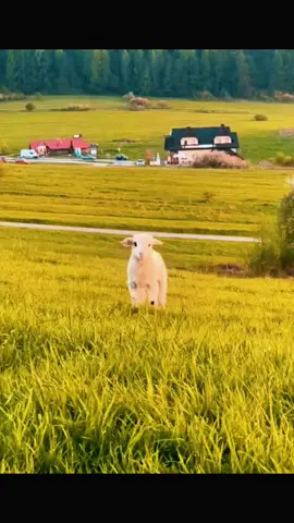 #xuhuong #trend #viral #funny #fyp #house #cuteanimals 