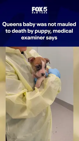An infant that was found dead in a Queens apartment on Tuesday was not mauled to death by the family's puppy like previously believed, according to the medical examiner's office. The baby's cause of death is still under investigation.