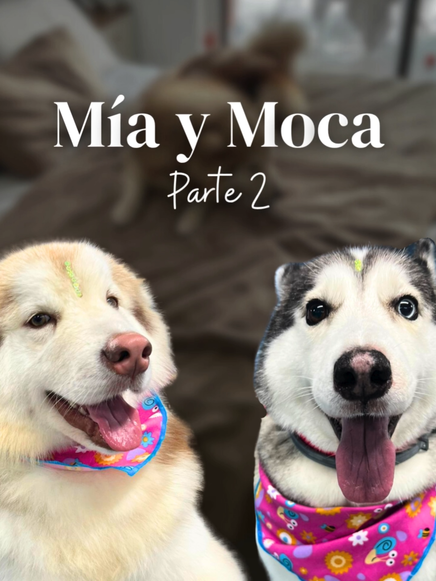 🐾 Parte 2 – El gran final ✨ Ahora sí… Moca y Mía están listas para conquistar cualquier rincón de la casa. Y es que cuando huelen rico, están suaves y lucen así de hermosas… ¡todo cambia! 😍 💛 En Vet+Grooming, cuidamos cada detalle para que salgan felices y tú aún más. 📍 Mall Comercial Distrito Avignon – Sótano 4, Local 9604 📞 304 284 1353 | 604 520 4606 📲 Agenda tu cita y vivan juntos esta transformación. #VetGrooming #FinalPerfecto #MocaYMía #GroomingConEstilo #ClientesFelices #PeludasDeLujo #Parte2