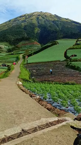 Ketika kamu maen ke Negeri Sayur Sukomakmur Magelang, puncak gunung Sumbing akan terlihat dekat sekali 😄 #fyp #magelang24jam #sukomakmur 
