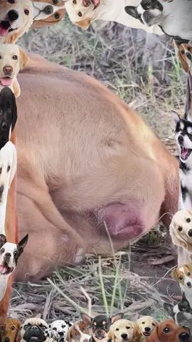 Love Among Animals Heartfelt #animalsoftiktok#animalsworld#Foryou #mating#cutepets#foryoupage #animal #animalvideos Connections