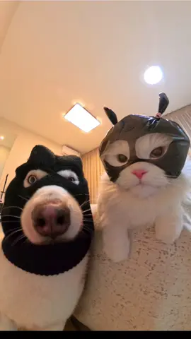 #cutedogs #us 