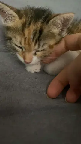 benim şeker kız #foryoupageofficiall #myshayla #babycat #bendoğurdum #titok #viralvideo 