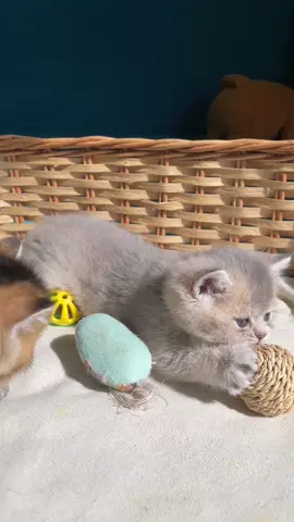 Девочка Гея ищет родителей 😻 Тгк: versocats #kittens 