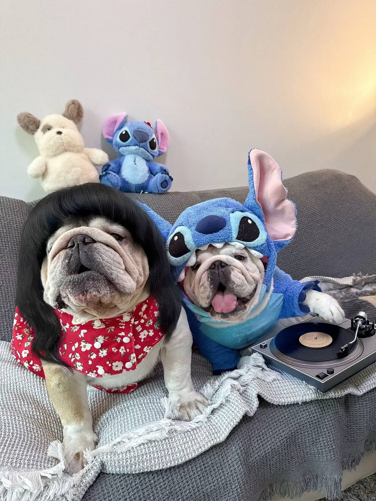 #stitch #dogsoftiktok #viral #dogs #bulldogsoftiktok #bulldogs #foryou #liloandstitch #fyp #englishbulldog 