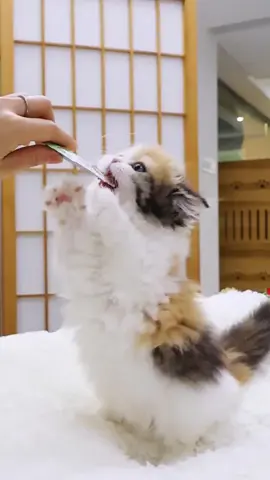 😸😸#babycat #cute #funny #lovely #fpy #cutetok #可愛い #foryou #猫 #cat #cattoker 