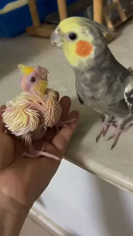 Can’t lose at the starting line . #cockatiel #bird #parrot #fyp 