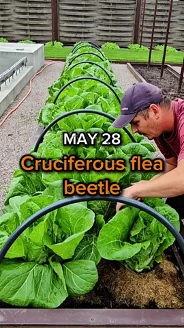 Cruciferous flea beetle (Peking cabbage). The cruciferous flea beetle (Phyllotreta cruciferae) can leave you without a harvest of Chinese cabbage and more. The cruciferous flea beetle is a dangerous pest that attacks cabbage, radishes, turnips and other cruciferous crops. There are many methods of dealing with this pest, but my method is simpler (I checked it twice last season). 1. I remove the cover from the cabbage bed; the cruciferous flea beetle will feel uncomfortable in the open air. 2. I remove some of the cabbage leaves so that they can be better ventilated. You may not agree with me, but the result (which I will show later) will speak for itself. #Horticulture #agriculture #organicgardening #gardening #Chinesecabbage 