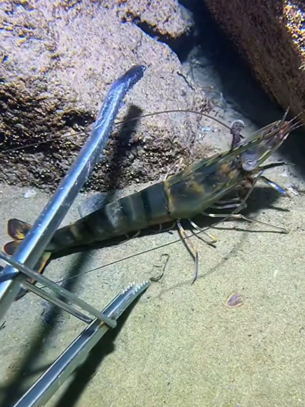 #diving #crab #catchthesea #seaside #seafood #fish #eel #lobster #seangsolofishing
