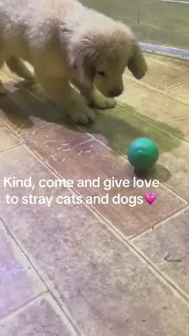 Income is used for the life of stray cats and dogs.#cat #dog #dogtoyball #straycat #straydog #pet #ball 