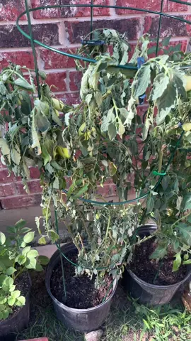 They’re fine now, they were just being dramatic 🍅😭