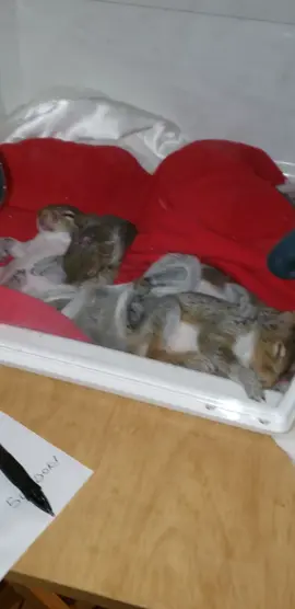 Can we can we say more baby squirrels #fyp #squirrel #squirrelrescue #squirrelsofinstagram #squirrels #babysquirrel #Love #wild#wildliferescue 
