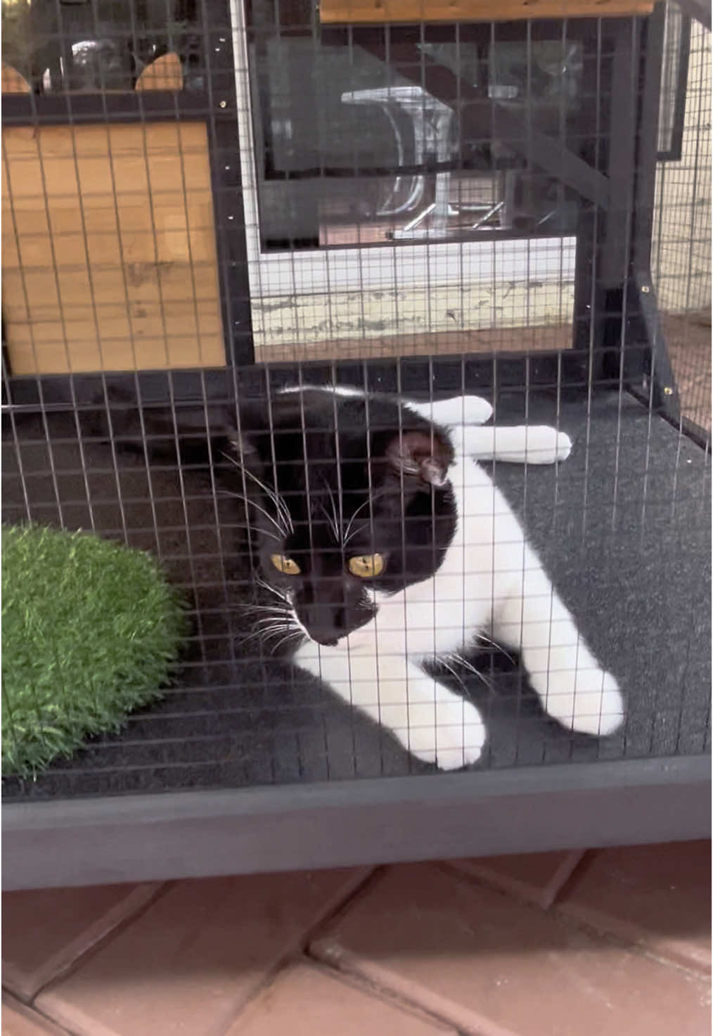 Must have Catio! It has a bed, scratching post, multiple doors and more! He loves it! 🐈‍⬛🤍🙌🏼#cat #cats #catsoftiktok #catio #catios #catlover #cattok #catlife #catmom #pet #pets #PetsOfTikTok #jerseythecat 