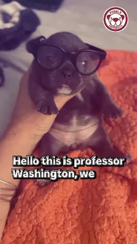 Lesson #1 of Pibble university, in today’s lesson we discuss what the pibbles are and different types of pibbles in the palace. This lore is seperate from the Gmail lore, but we do not discriminate based on peoples preferences for frenchies! #pibble12 #pibble #blessmybeautifulpibblelife #educational #universitylife #professorwashington #pibbles #fyp 
