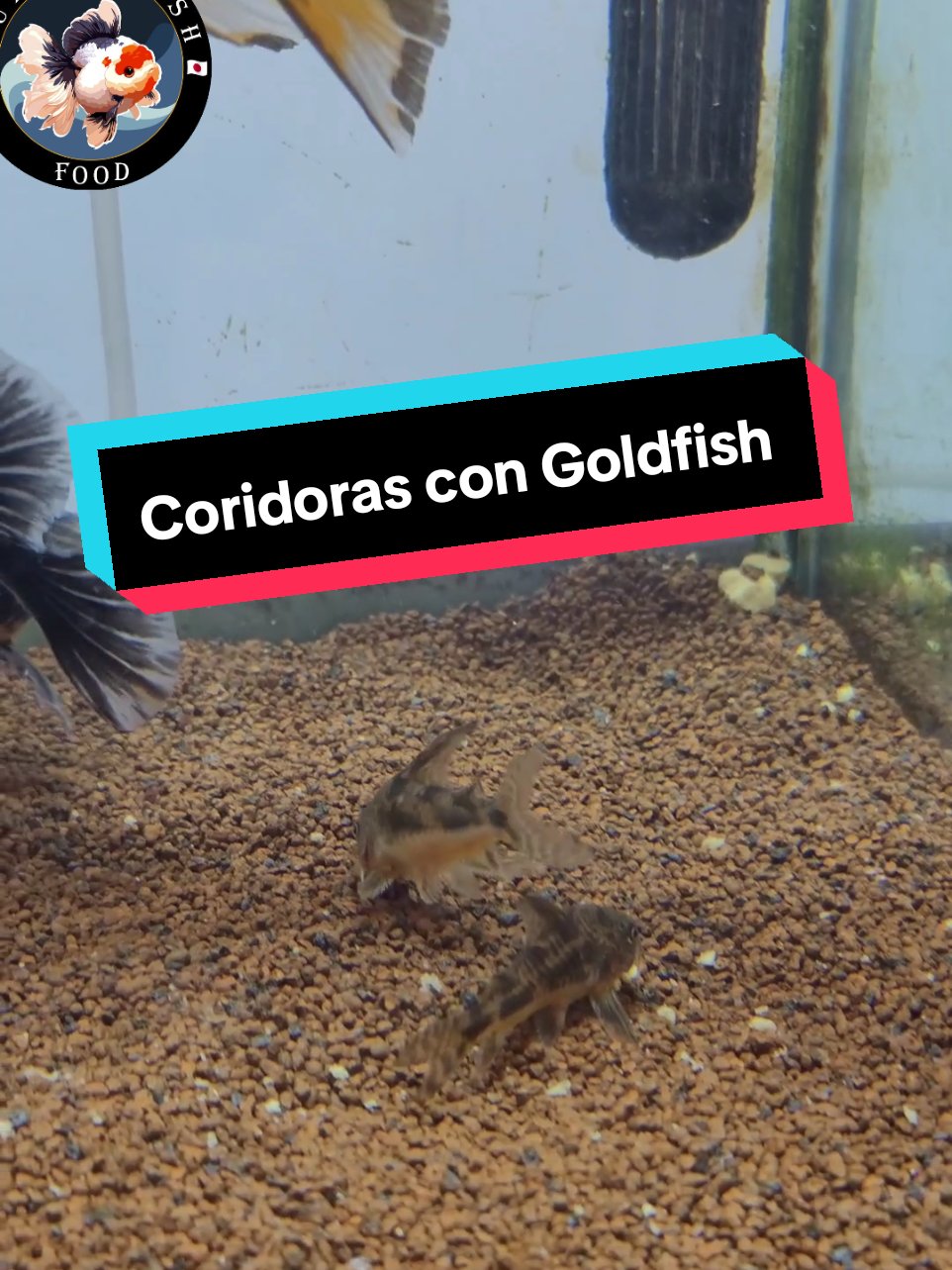 GOLDFISH CON CORIDORAS #fancygoldfish ##goldfishkeepers #acuarioperu #goldfishperu #orandagoldfish #goldfish #goldfishthailand #goldfishfood #papillapeces #aliementoparabettas @Aquainnova 