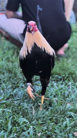 Pumkin YLH Mix Popeye Grey #ayamphlipin🇵🇭 #ayamimport #cbf_farm #aguscbf_gf #ayamimportberkualitas🐓🇸🇽🇸🇽 #limpbizkit #fyp #marklimbizkitgamefarm #lewatberandafyp #ayamphilipin #ayamimportfilipin🇵🇭 #popeyegrey #dinicuencalines #dinicuenca #CapCut 