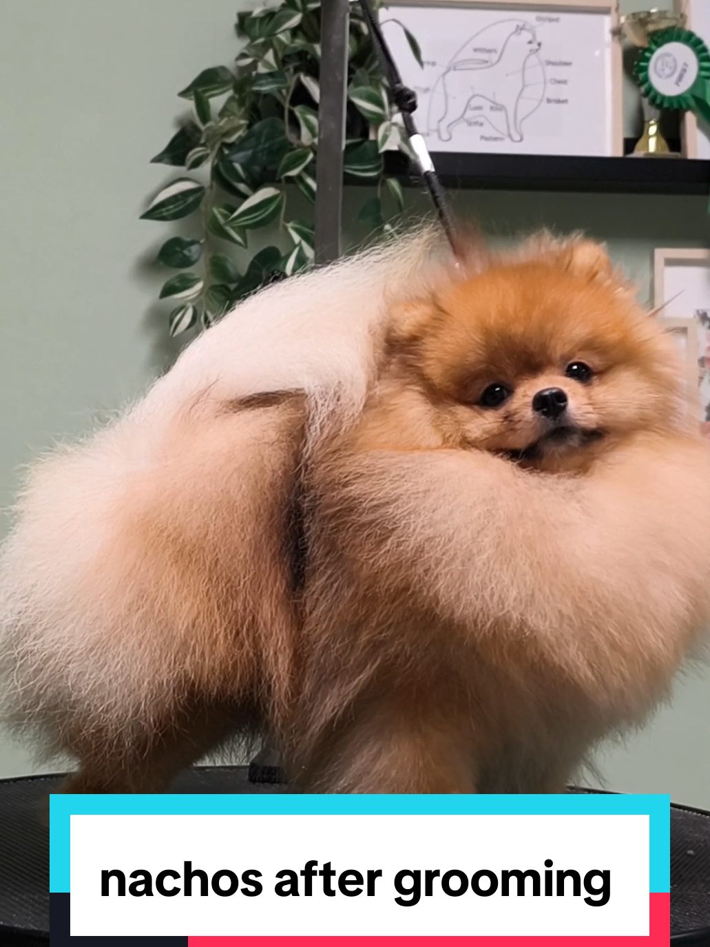 #dog #כלב #pomeranian #pom #eldadsharon #joybellpom #ביתגידוללכלבייפומרניאן #doggrooming #ספרכלבים #doggroomer #beforeandafter 