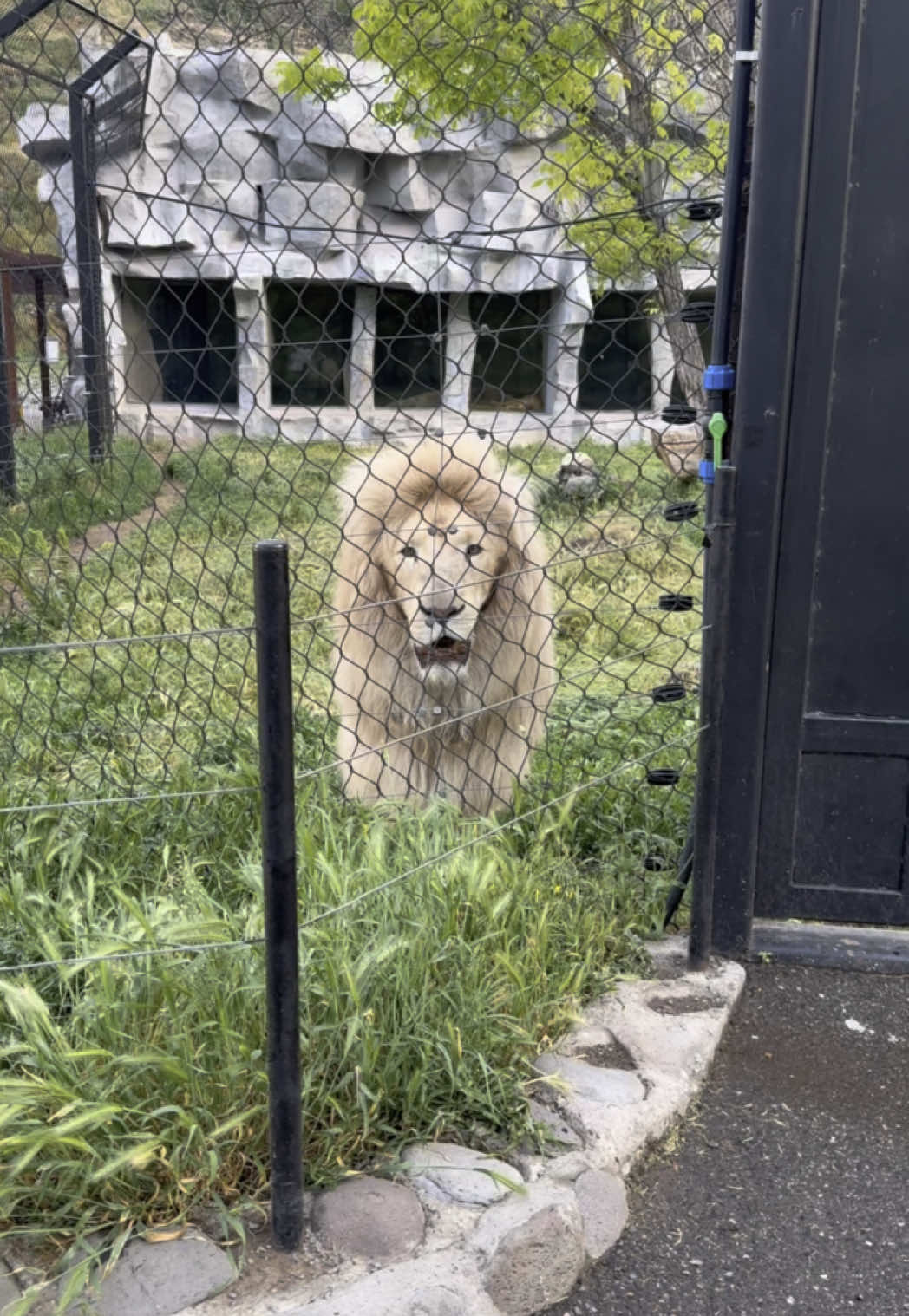 🦁 #zoopark #armenia #yerevan #erevan #lion #kinglion #rec 